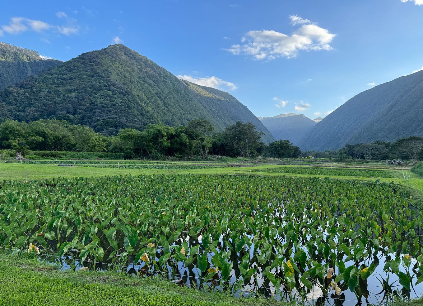 Mokuwai Piko Poi, Inc. farm in Honokaa, Hawaii.
